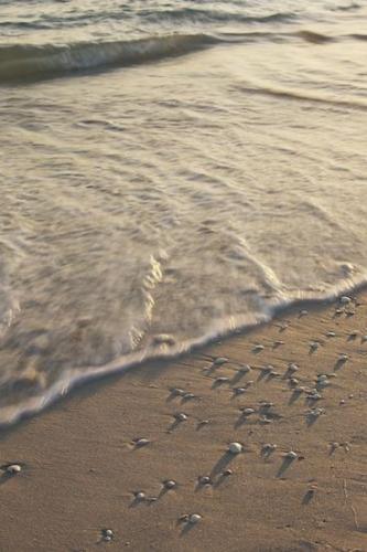beaches;Sand;sea shell;Ocean;Sandy;Coastline;Seashell;Sanibel;Sanibel Captiva Island;Shore;Waves;beach;Beaches;sand;Coast;sea shells;Beach;sandy;Florida;seashells;Shoreline
